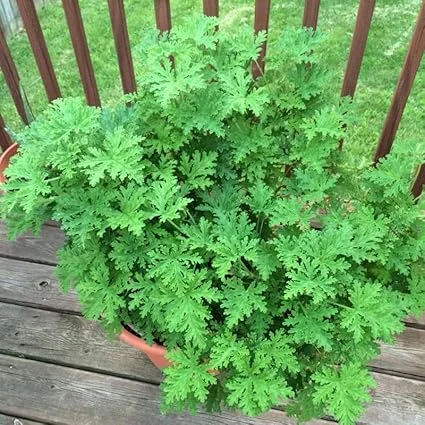 Live Citronella Plant 4 Inch Potted - Fragrant Herb for Outdoor & Indoor - Image 5