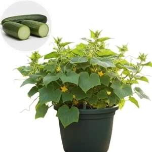 Live Cucumber Plants for Planting - Set of 2, 4-inch Pots, Green, Vegetable - Image 2