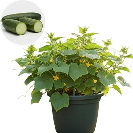 Live Cucumber Plants for Planting - Set of 2, 4-inch Pots, Green, Vegetable - Image 6