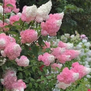 Live Hydrangea Plant - Pink & White Flowers, 5-7 Inch Tall, Well-Rooted - Image 2
