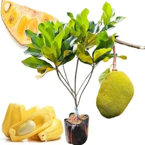 Live Jackfruit Tree Plant, 8-14" Tall, 1 Year Old Potted, Sweet Tropical Fruit for Outdoor Gardens - Image 1