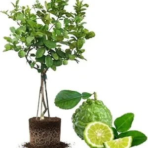 Live Lime Tree Plant - 3 Ft Tall Citrus Fruit Tree in 5 Gallon Pot - Image 5