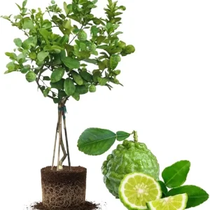 Live Lime Tree Plant - 3 Ft Tall Citrus Fruit Tree in 5 Gallon Pot - Image 1