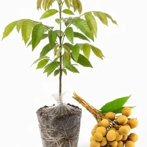 Live Longan Tree Plant - Sweet Tropical Fruit Tree Starter, 5-8 Inch Tall - Image 1
