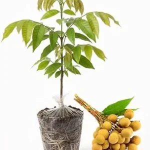 Live Longan Tree Plant - Sweet Tropical Fruit Tree Starter, 5-8 Inch Tall - Image 5