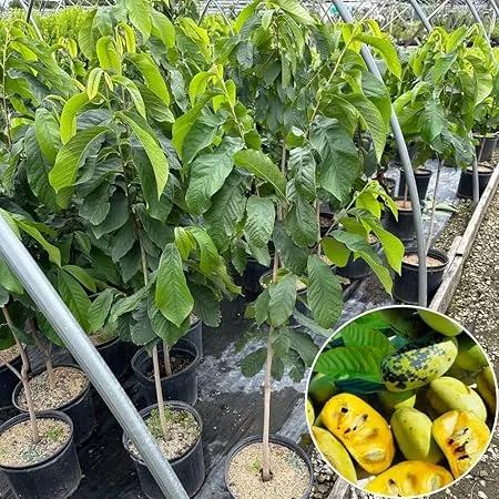 Live Pawpaw Tree 2.5 ft Tall - Cold-Hardy Fruit Plant for Outdoor Planting - Image 5