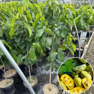 Live Pawpaw Tree 2.5 ft Tall - Cold-Hardy Fruit Plant for Outdoor Planting - Image 7