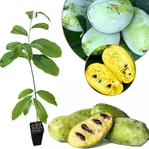 Live Pawpaw Tree Plant 6-8 Inch Tall - Cold-Hardy Fruit for Orchard - Image 3