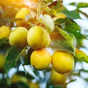 Live Pear Tree 10 Inch Tall - Cold Hardy Fruit Tree for Home Orchard, USDA Zones 4-8 - Image 4