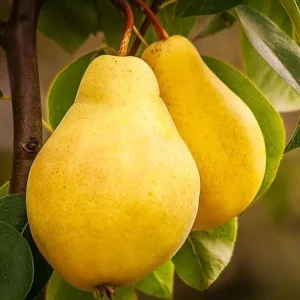 Live Pear Tree 10 Inches Tall - Hardy Fruit Tree for Outdoor Planting - Image 2