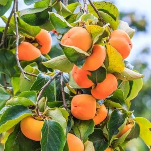 Live Persimmon Tree - Hardy Fruit Tree, 1 Feet Tall, Outdoor Planting - Image 1