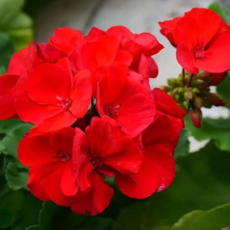Live Red Geranium Plant – 4 to 6 Inch Tall Flower for Garden & Patio - Image 6
