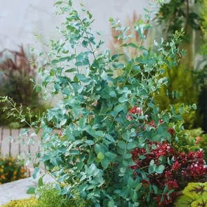 Live Silver Dollar Eucalyptus Plant - Indoor/Outdoor Tree for Zones 8-11 - Image 3