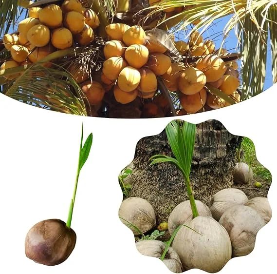 Live Sprouted Yellow Coconut Tree Plant – Tropical Gardening – 6-8 Inch Tall - Image 3