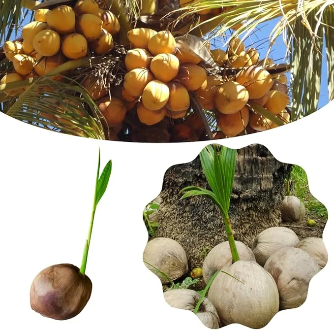 Live Sprouted Yellow Coconut Tree Plant – Tropical Gardening – 6-8 Inch Tall - Image 6