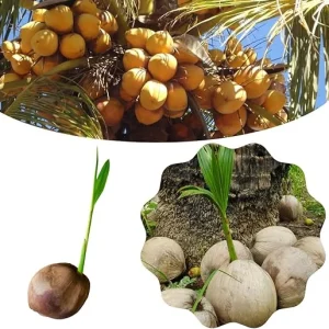 Live Sprouted Yellow Coconut Tree Plant – Tropical Gardening – 6-8 Inch Tall - Image 7