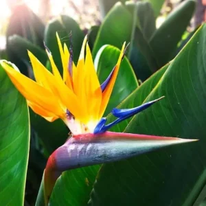 Live Yellow Bird of Paradise Plant – Strelitzia – 4-6" Tall – No Pot - Image 2