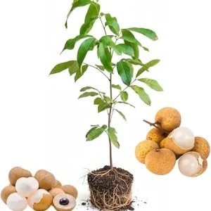 Longan Fruit Tree Live Plant - Tropical Fruit Starter, 5-9 Inch Tall - Image 5