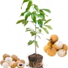 Longan Fruit Tree Live Plant - Tropical Fruit Starter, 5-9 Inch Tall - Image 1
