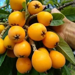 Loquat Tree Live Plant, 6-8 Inches Tall, 1 Year Old, Fruiting, Outdoor - Image 6
