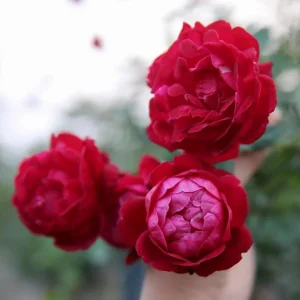 Louis Philippe Rose Plant Live - Deep Crimson Red Pink Shrub Bush 5-8 Inch Tall - Image 3