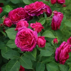 Louis Philippe Rose Plant Live - Deep Crimson Red Pink Shrub Bush 5-8 Inch Tall - Image 4