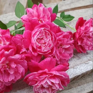 Louis Philippe Rose Plant Live - Deep Crimson Red Pink Shrub Bush 5-8 Inch Tall - Image 6