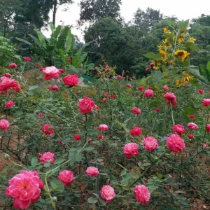 Louis Philippe Rose Plant Live - Deep Crimson Red Pink Shrub Bush 5-8 Inch Tall - Image 7