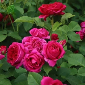 Louis Philippe Rose Plant Live - Deep Crimson Red Pink Shrub Bush 5-8 Inch Tall - Image 1