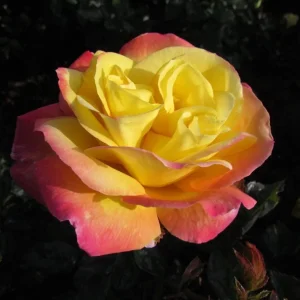 Love Peace Rose Live Plant - Hybrid Tea Shrub, Yellow Pink Fragrant Flowers, 5-9" Tall - Image 2