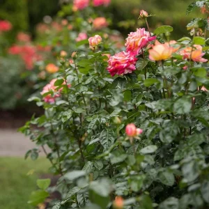 Love Peace Rose Live Plant - Hybrid Tea Shrub, Yellow Pink Fragrant Flowers, 5-9