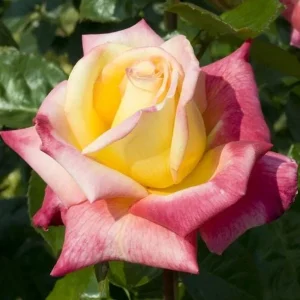 Love Peace Rose Live Plant - Hybrid Tea Shrub, Yellow Pink Fragrant Flowers, 5-9