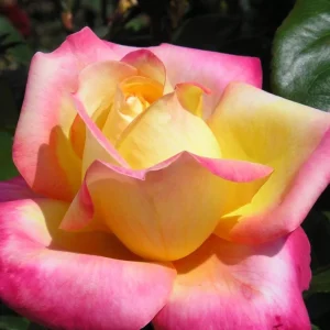 Love Peace Rose Live Plant - Hybrid Tea Shrub, Yellow Pink Fragrant Flowers, 5-9