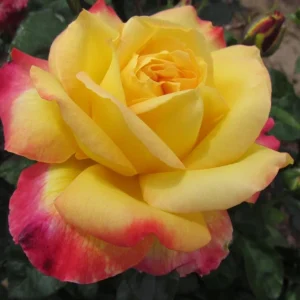 Love Peace Rose Live Plant - Hybrid Tea Shrub, Yellow Pink Fragrant Flowers, 5-9