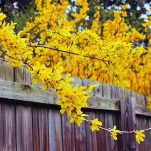 Lynwood Forsythia Live Plant – Yellow Flower Bush, 6-12 inches, Outdoor Shrub - Image 2