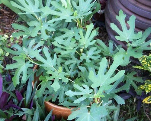 Magnolia Fig Tree Live Plant - Ficus Carica, Fruiting, Cold Hardy - Image 2