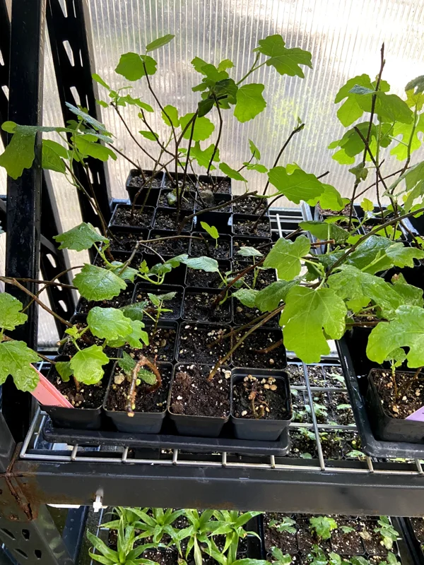 Magnolia Fig Tree Live Plant - Ficus Carica, Fruiting, Cold Hardy - Image 3