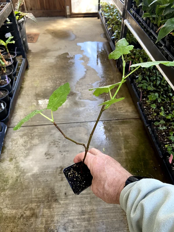 Magnolia Fig Tree Live Plant - Ficus Carica, Fruiting, Cold Hardy - Image 4