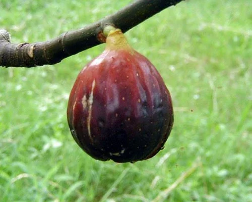 Magnolia Fig Tree Live Plant - Ficus Carica, Fruiting, Cold Hardy - Image 1