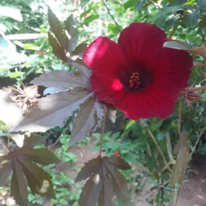 Mahogany Cranberry Hibiscus Live Plant - False Roselle Bush 5-8 Inch Tall - Image 2