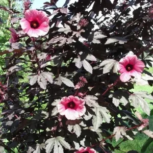 Mahogany Cranberry Hibiscus Live Plant - False Roselle Bush 5-8 Inch Tall - Image 3