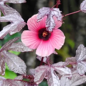 Mahogany Cranberry Hibiscus Live Plant - False Roselle Bush 5-8 Inch Tall - Image 5
