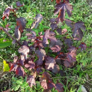Mahogany Cranberry Hibiscus Live Plant - False Roselle Bush 5-8 Inch Tall - Image 6