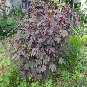 Mahogany Cranberry Hibiscus Live Plant - False Roselle Bush 5-8 Inch Tall - Image 8