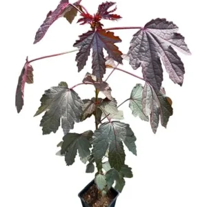 Mahogany Cranberry Hibiscus Live Plant - False Roselle Bush 5-8 Inch Tall - Image 1