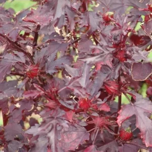 Mahogany Cranberry Hibiscus Live Plants - Set of 2, 5-8 Inch Tall - Image 10