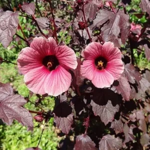 Mahogany Cranberry Hibiscus Live Plants - Set of 2, 5-8 Inch Tall - Image 2
