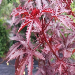 Mahogany Cranberry Hibiscus Live Plants - Set of 2, 5-8 Inch Tall - Image 3