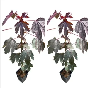 Mahogany Cranberry Hibiscus Live Plants - Set of 2, 5-8 Inch Tall - Image 1