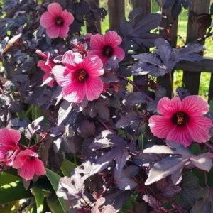 Mahogany Cranberry Hibiscus Live Plants - Set of 2, 5-8 Inch Tall - Image 4